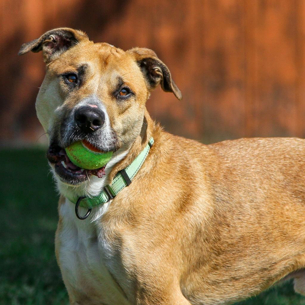 Henry, Adoptable, Adult Male Mixed Breed.