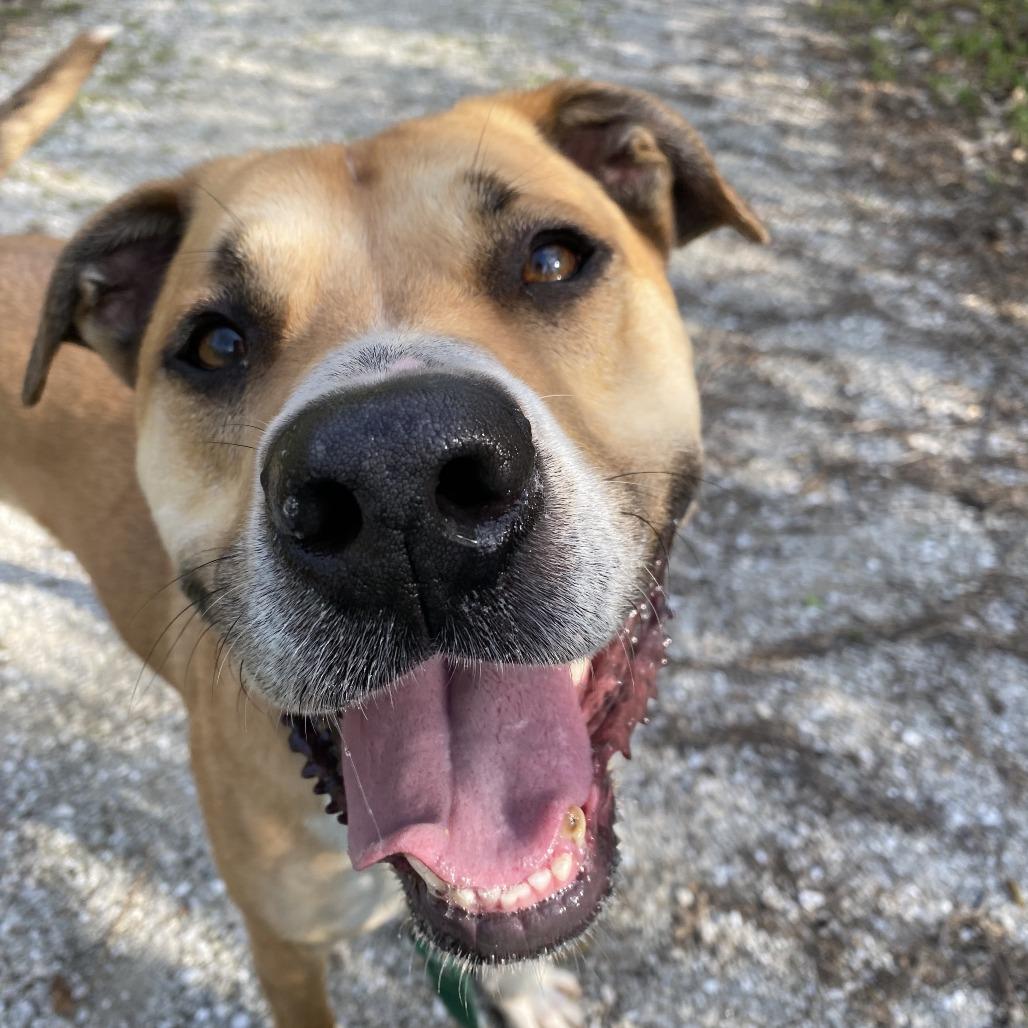 Henry, a Adoptable Mixed Breed in Columbia, MO image 2/6