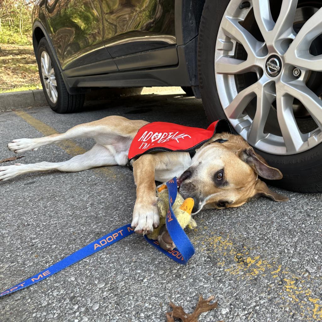 Henry, a Adoptable Mixed Breed in Columbia, MO image 3/6