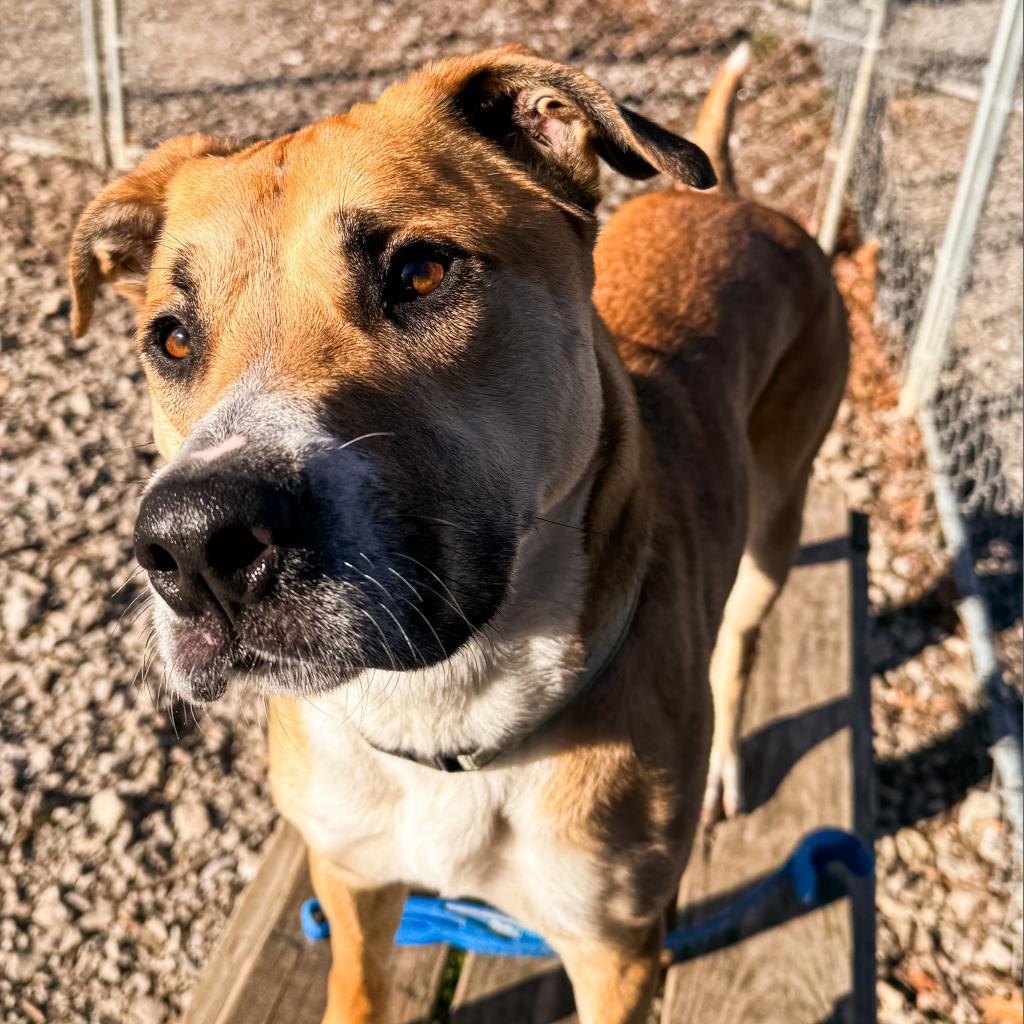 Henry, a Adoptable Mixed Breed in Columbia, MO image 4/6