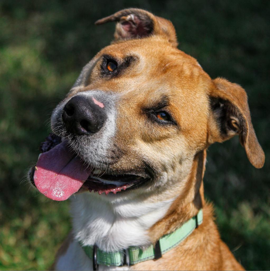 Henry, a Adoptable Mixed Breed in Columbia, MO image 5/6