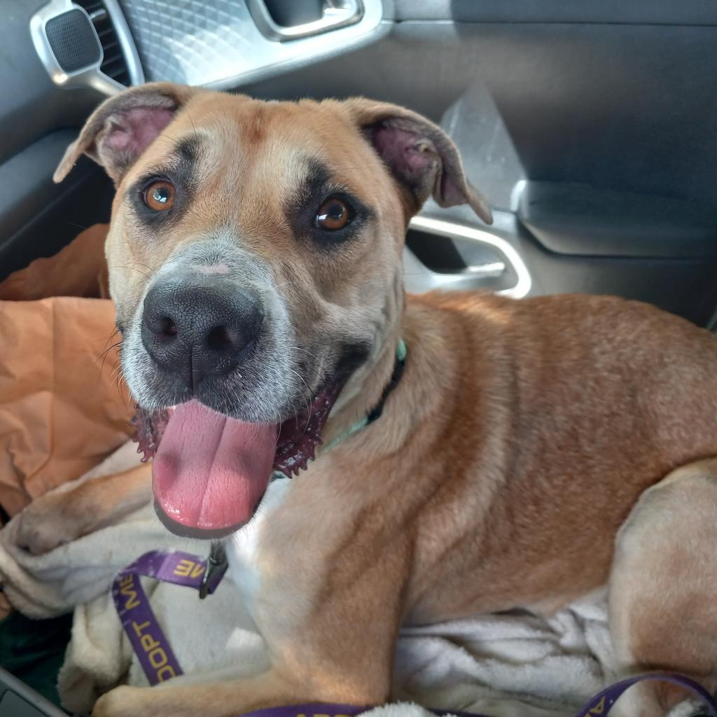 Henry, a Adoptable Mixed Breed in Columbia, MO image 6/6