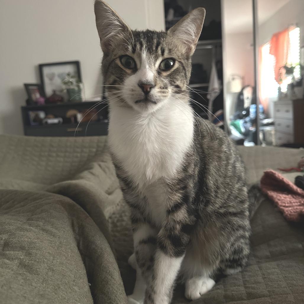 Enlarge Beans, a Adoptable Domestic Short Hair in Los Angeles, CA image 1/4