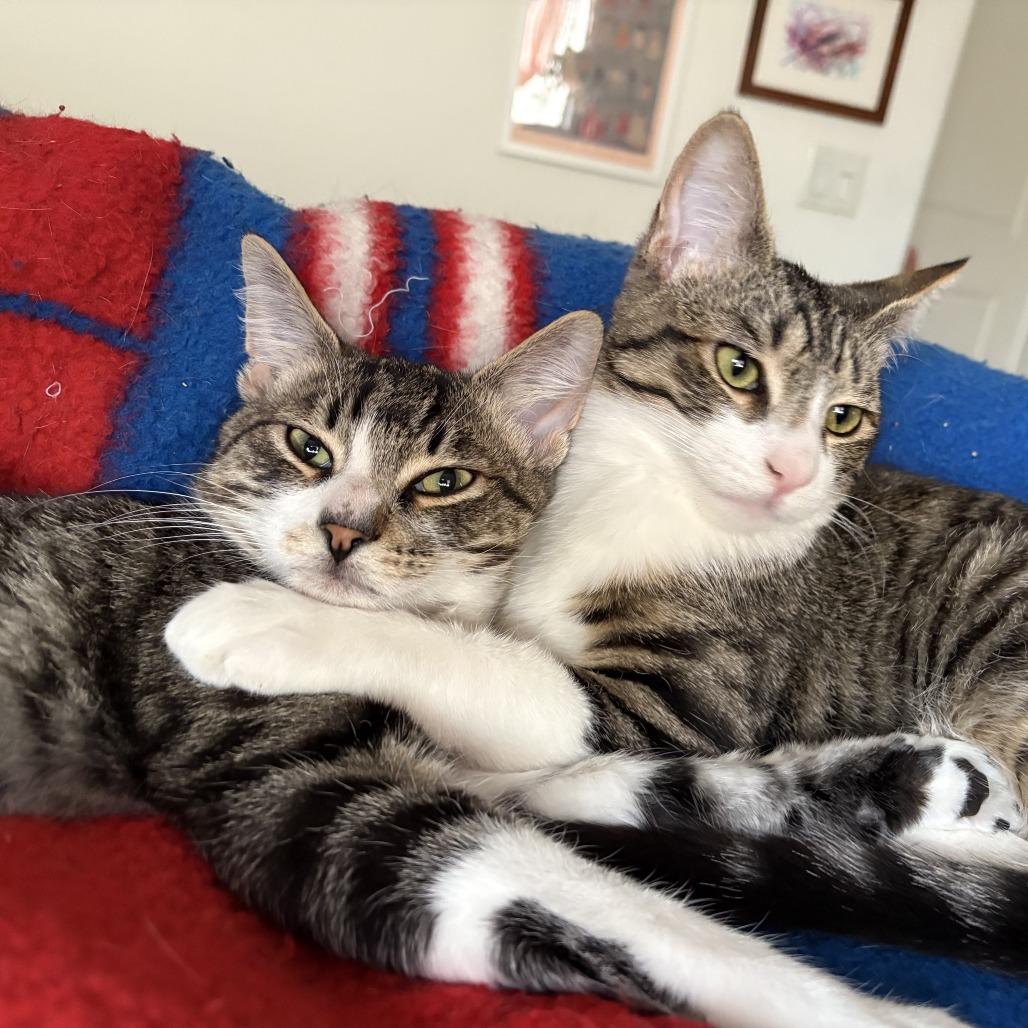 Enlarge Beans, a Adoptable Domestic Short Hair in Los Angeles, CA image 2/4