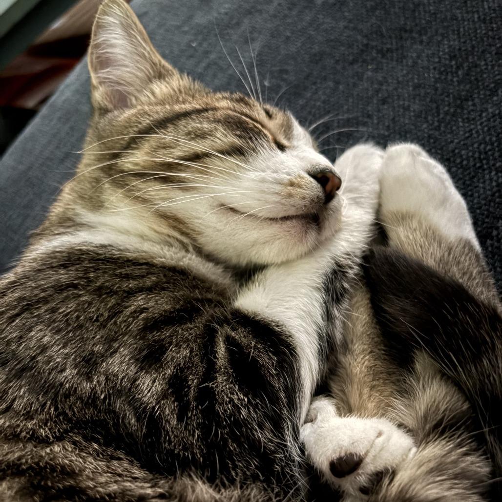 Enlarge Beans, a Adoptable Domestic Short Hair in Los Angeles, CA image 3/4