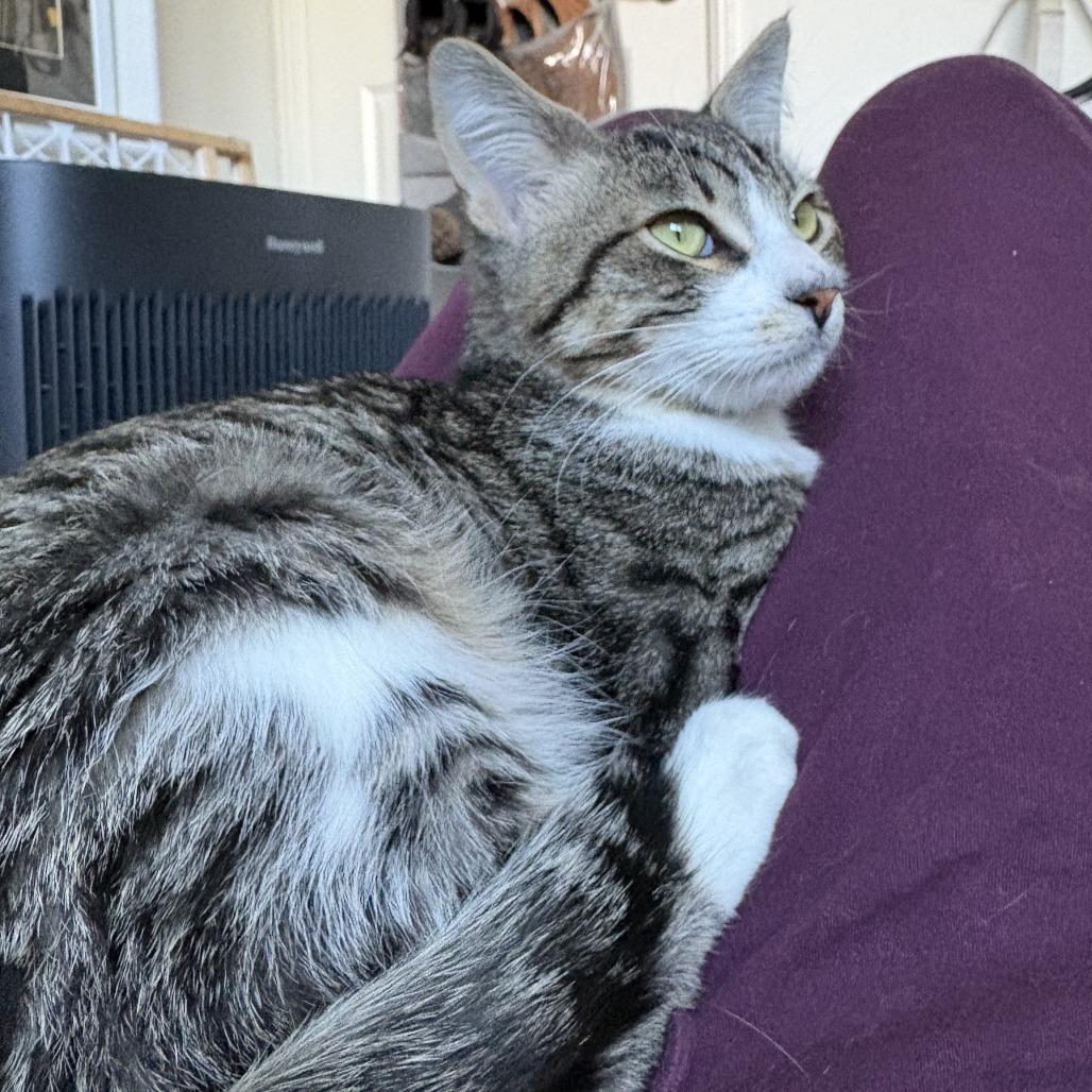 Enlarge Beans, a Adoptable Domestic Short Hair in Los Angeles, CA image 4/4