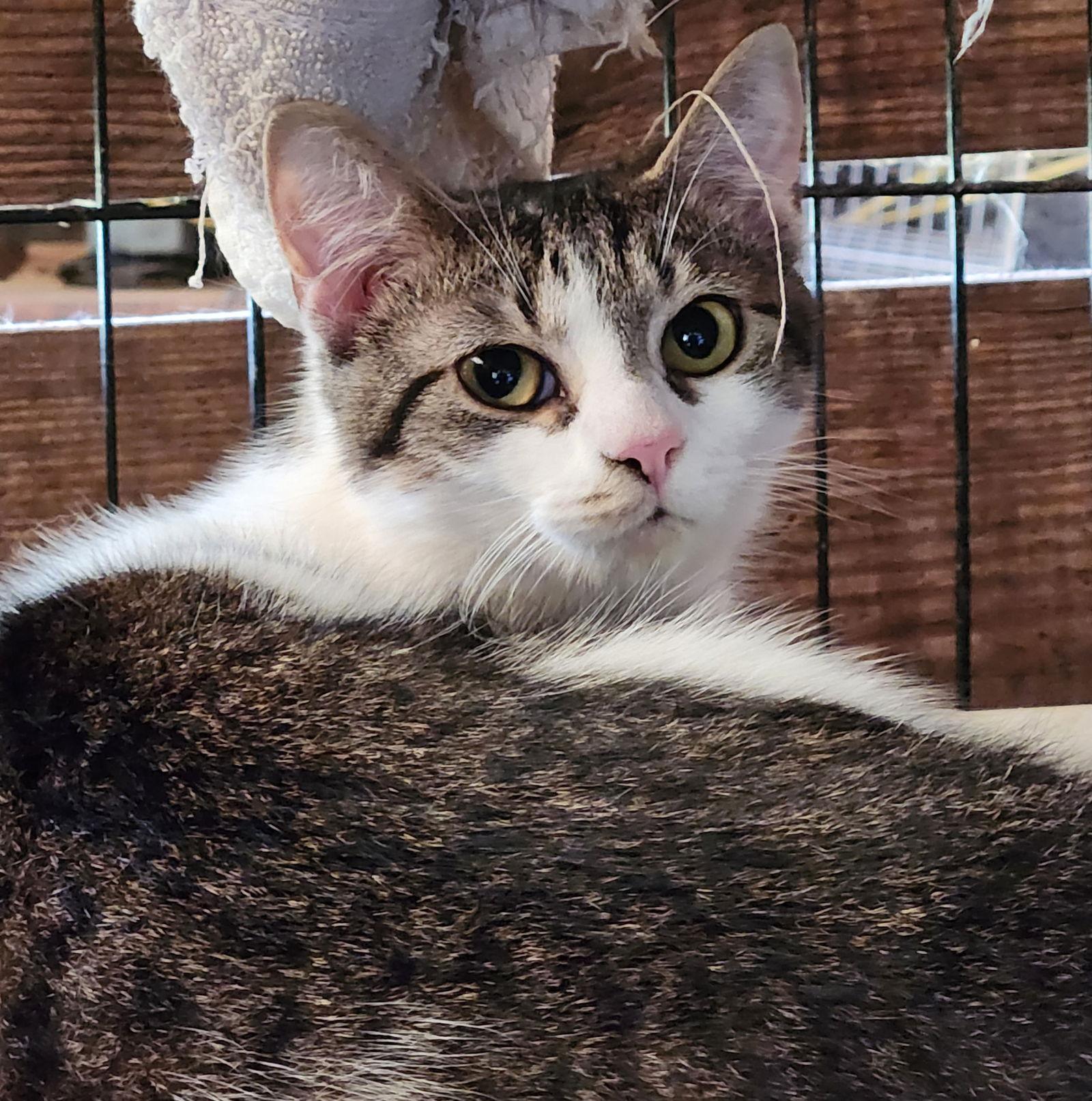 Dash, Adoptable, Young Male Domestic Short Hair.