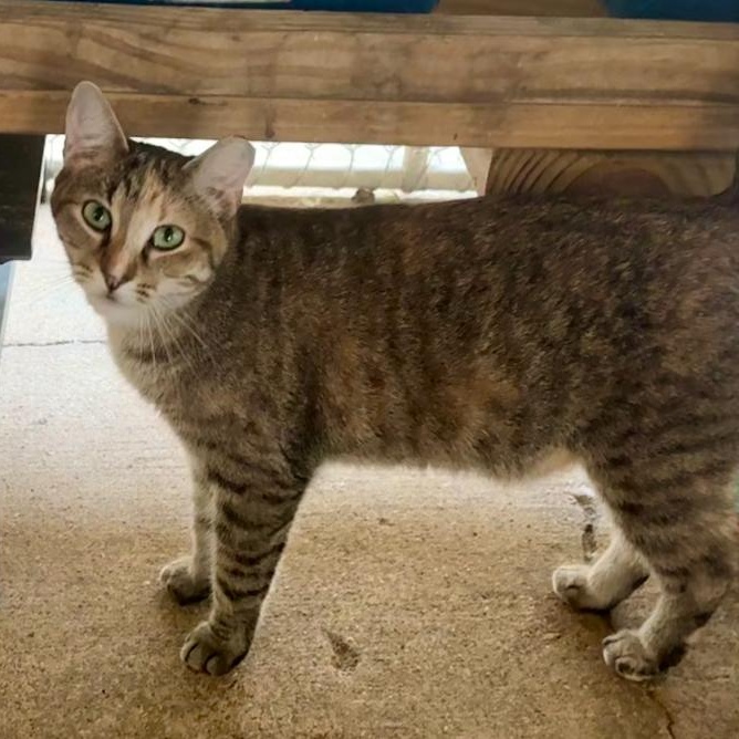 Enlarge Papaya, a Adoptable mixed breed in Ransomville, NY image 2/4