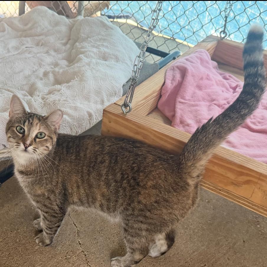 Enlarge Papaya, a Adoptable mixed breed in Ransomville, NY image 3/4