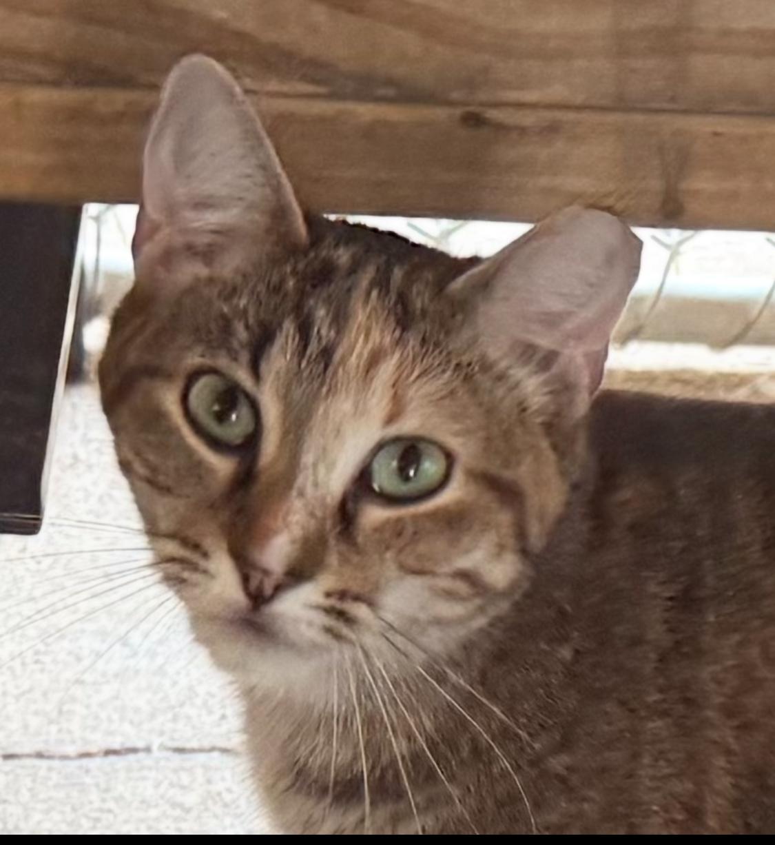 Papaya, Adoptable, Young Female Domestic Short Hair.
