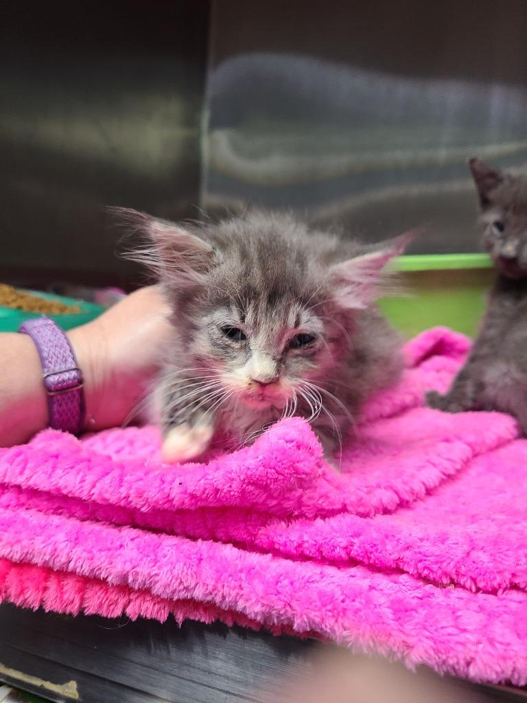 C1018-25 Goshi, Adoptable, Young Female Domestic Short Hair.