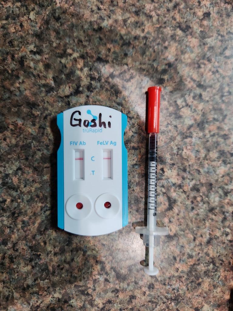 Enlarge C1018-25 Goshi, a Adoptable mixed breed in Tifton, GA image 2/2