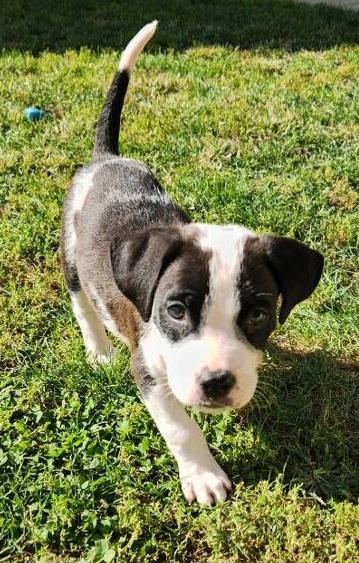 Enlarge SHEN, a Adoptable Pit Bull Terrier in Louisville, OH image 2/3