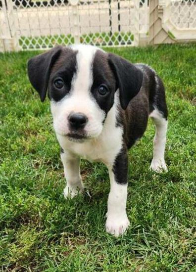 SHEN, Adoptable, Puppy Male Pit Bull Terrier.