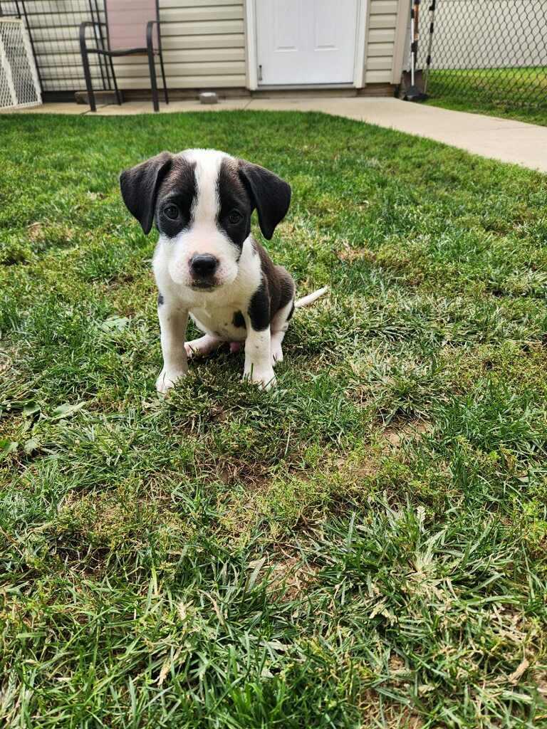 Enlarge SHEN, a Adoptable Pit Bull Terrier in Louisville, OH image 3/3