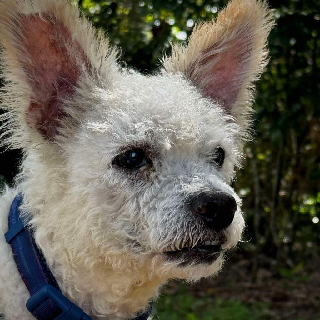 Waller — thumbnail 3