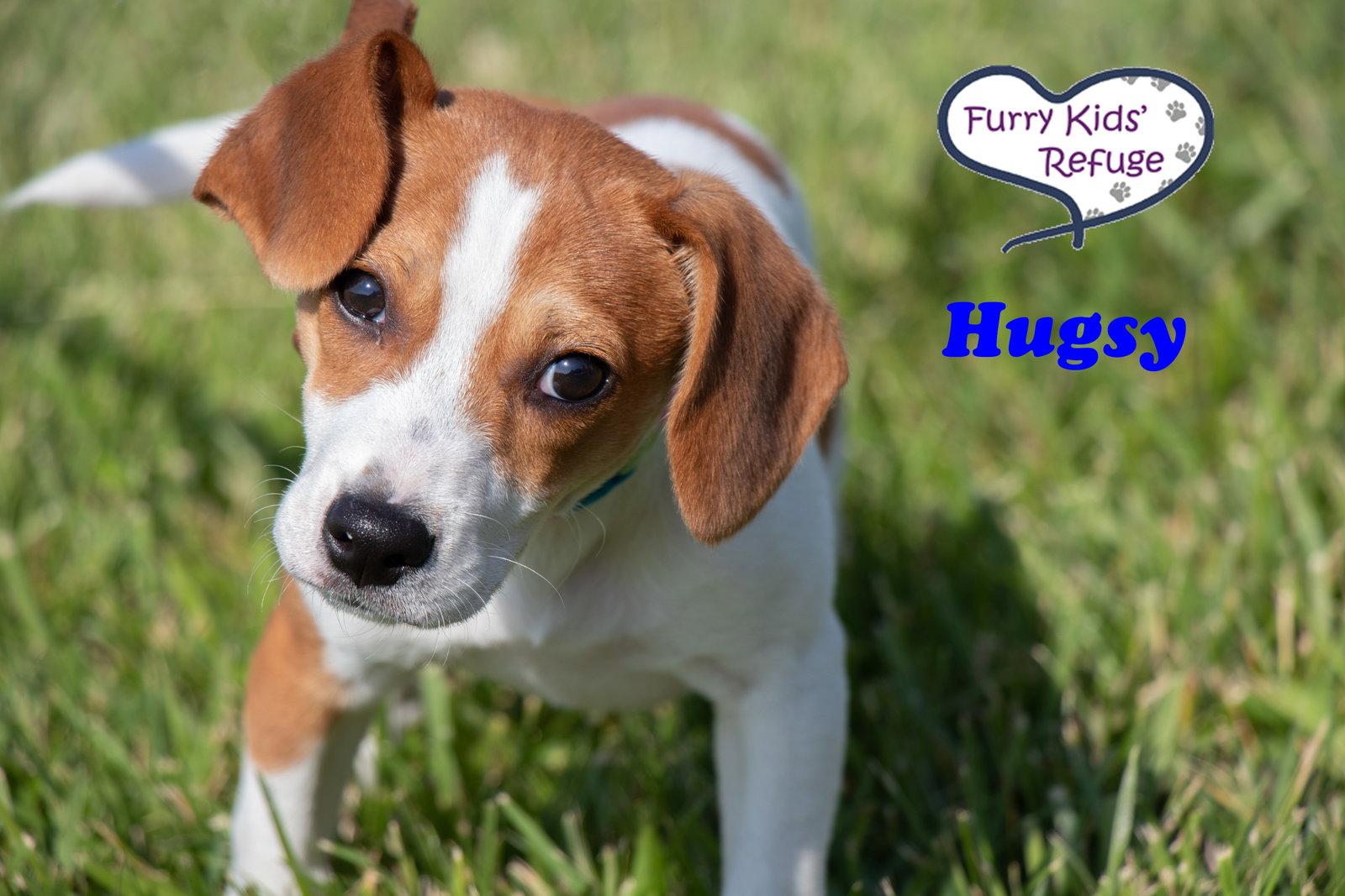 Hugsy, Adoptable, Puppy Male Beagle.
