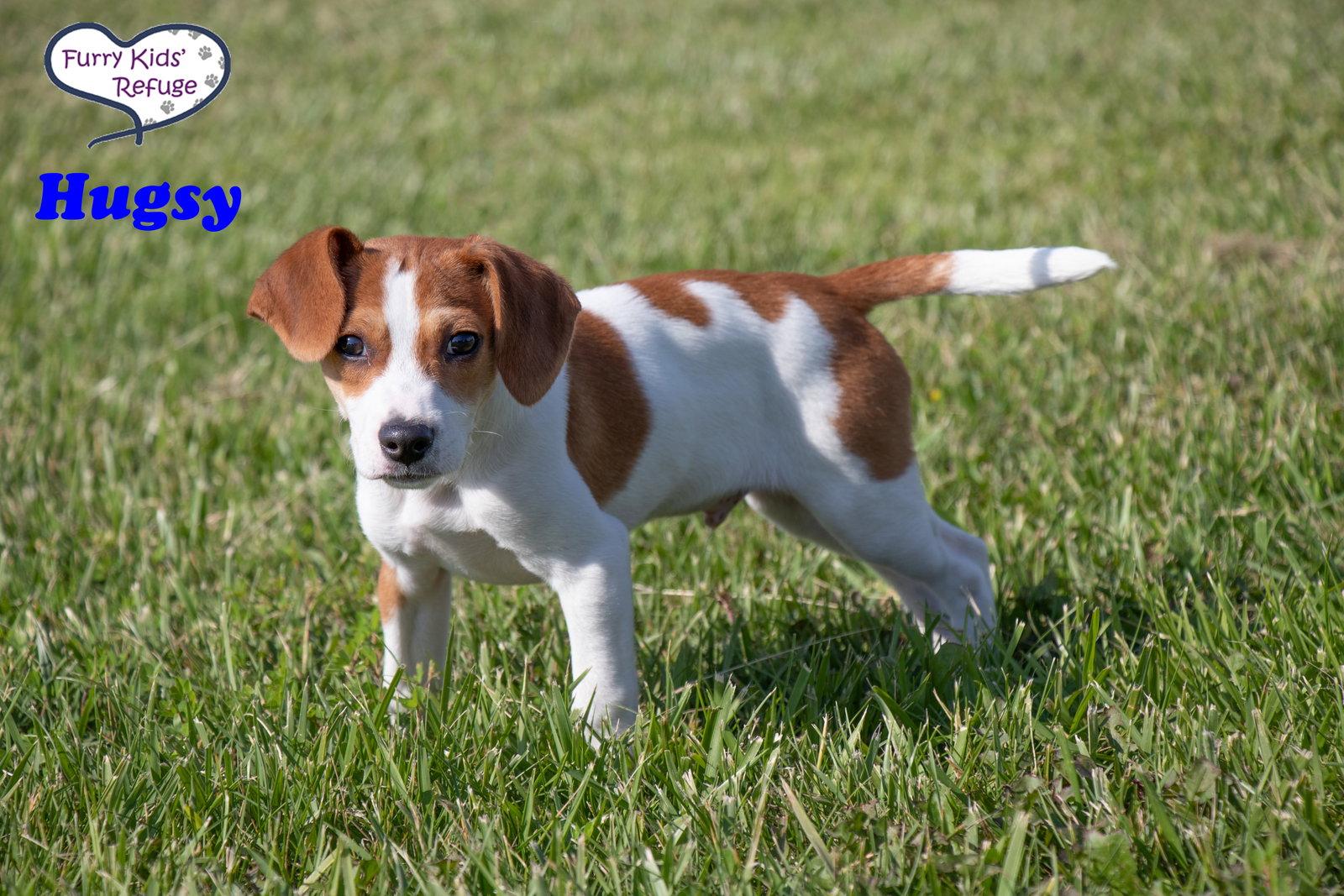 Hugsy, a Adoptable Beagle in Lee's Summit, MO image 2/3