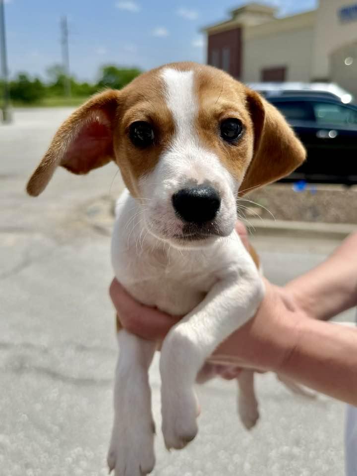 Hugsy, a Adoptable Beagle in Lee's Summit, MO image 3/3