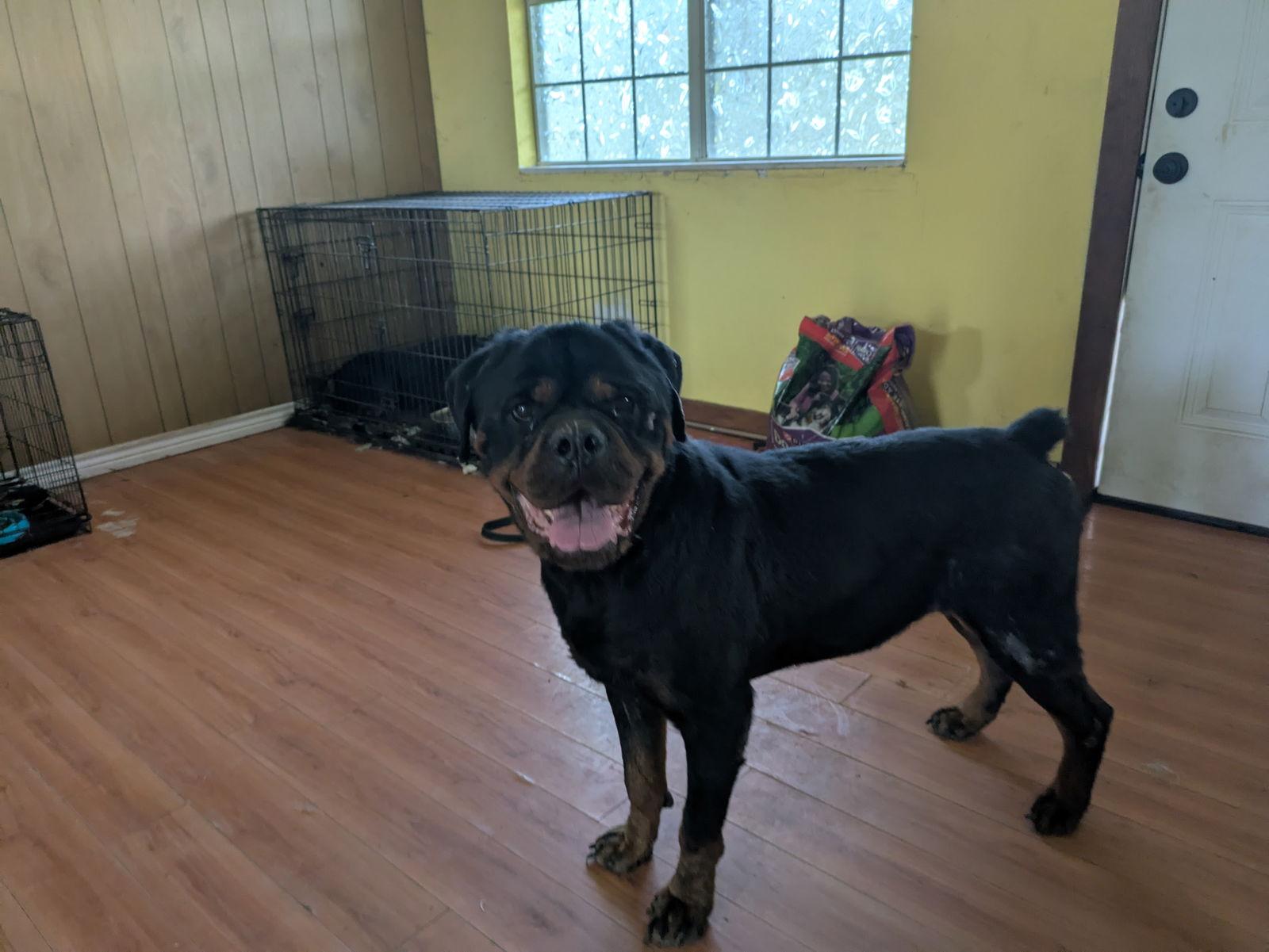 Ennis, Adoptable, Adult Male Rottweiler.