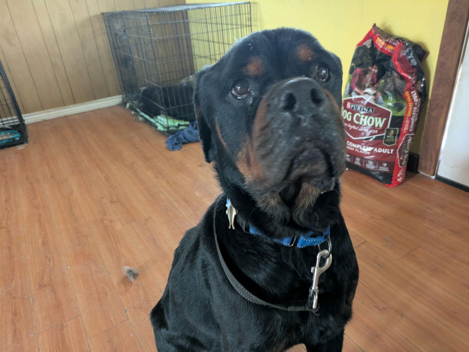 Ennis, a Adoptable Rottweiler in Orange Grove, TX image 2/3