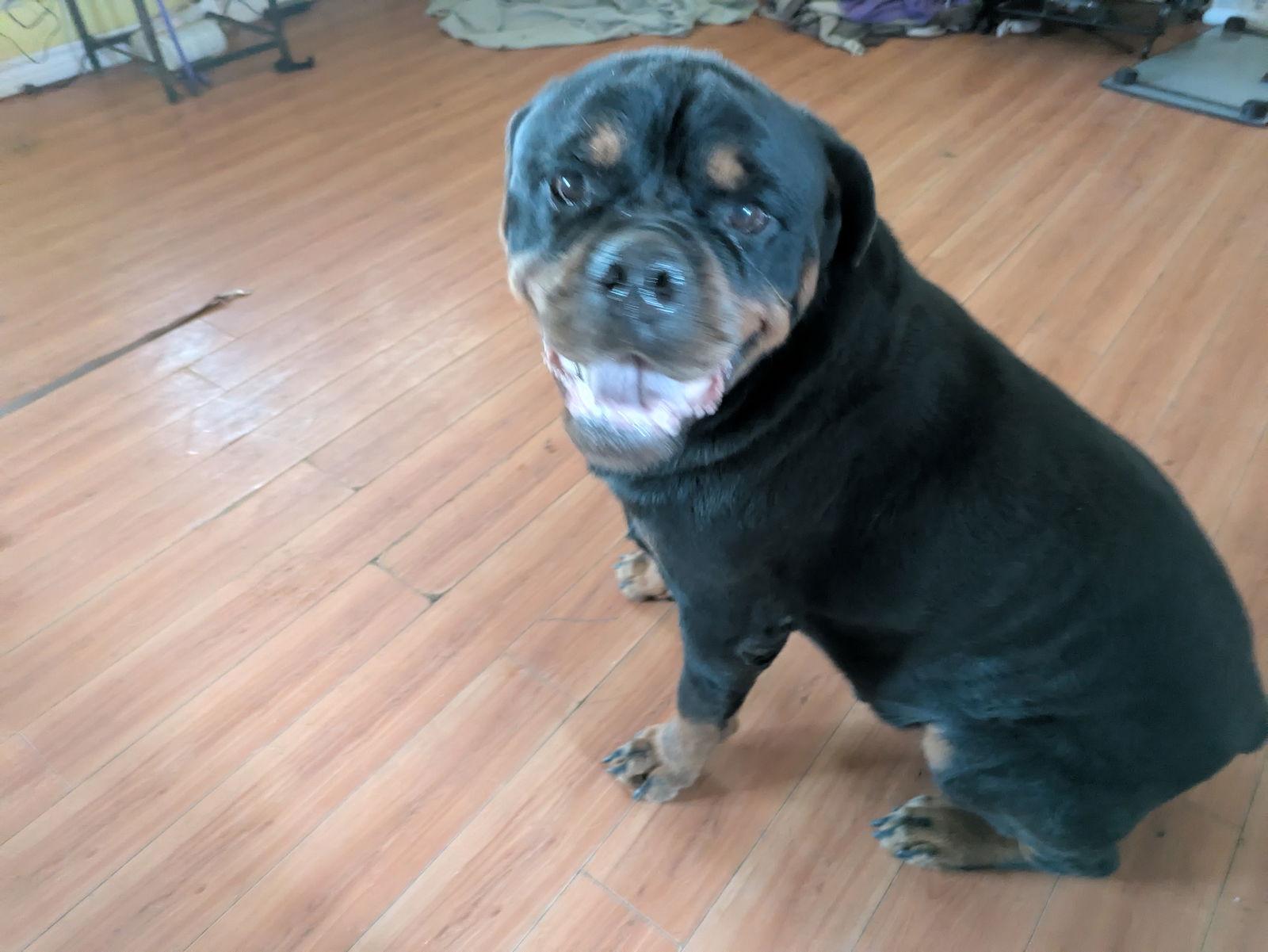 Ennis, a Adoptable Rottweiler in Orange Grove, TX image 3/3