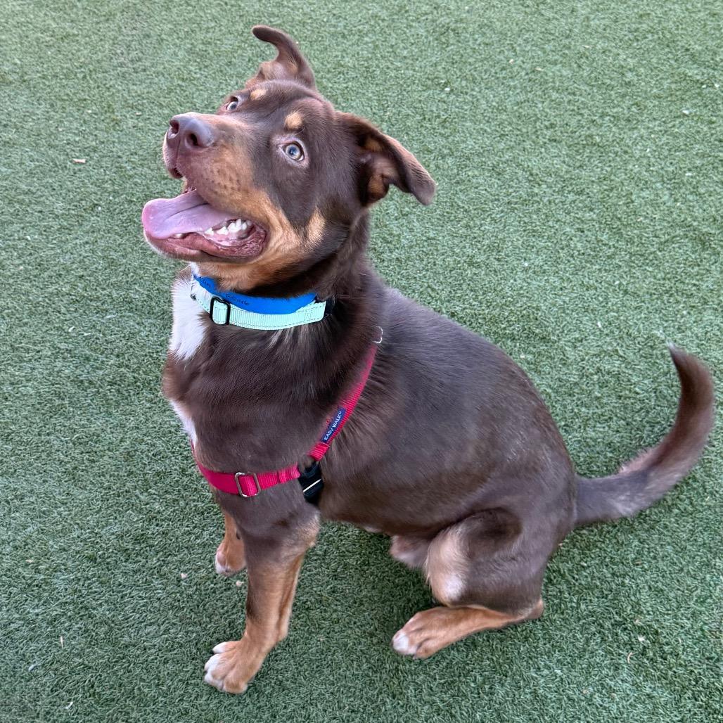 Enlarge Bean, a Adoptable Mixed Breed in Albuquerque, NM image 1/6