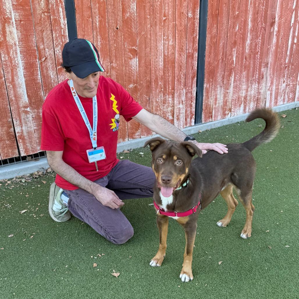 Enlarge Bean, a Adoptable Mixed Breed in Albuquerque, NM image 2/6