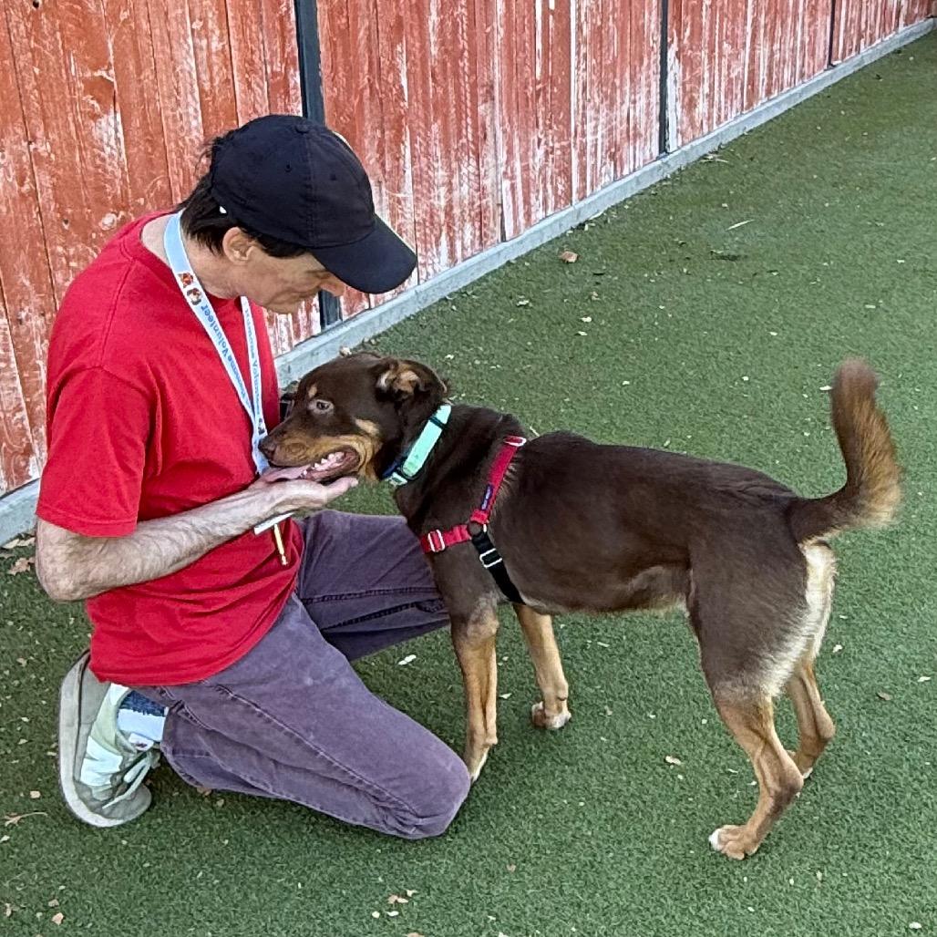 Enlarge Bean, a Adoptable Mixed Breed in Albuquerque, NM image 3/6