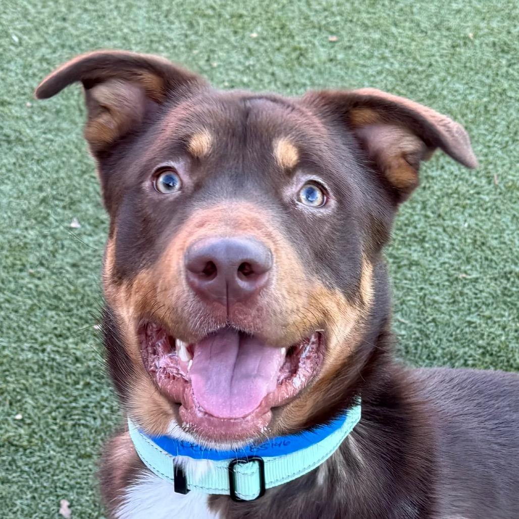 Enlarge Bean, a Adoptable Mixed Breed in Albuquerque, NM image 4/6