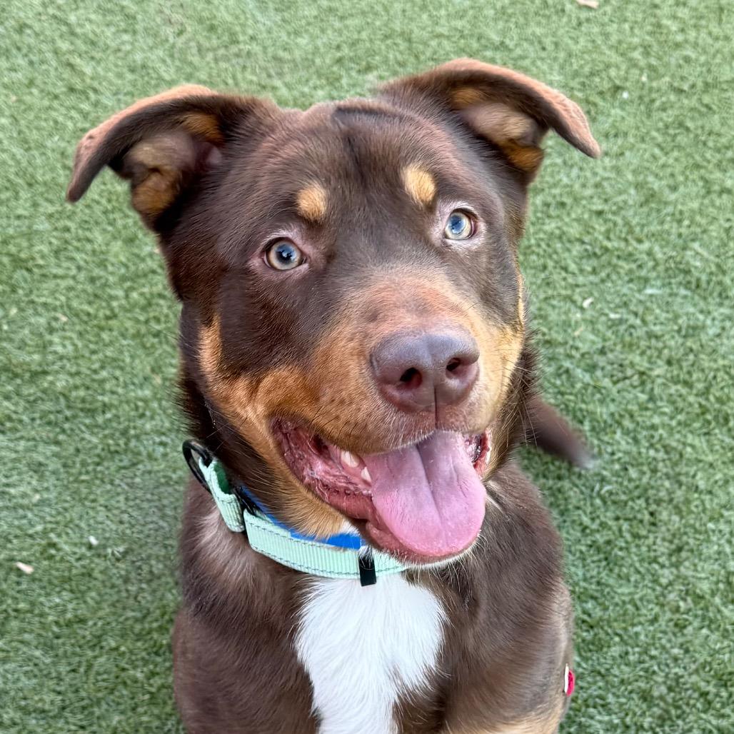 Enlarge Bean, a Adoptable Mixed Breed in Albuquerque, NM image 6/6
