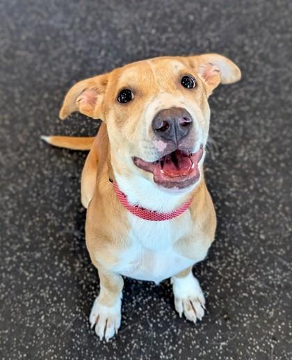 Renee, Adoptable, Puppy Female Border Collie & Mixed Breed.