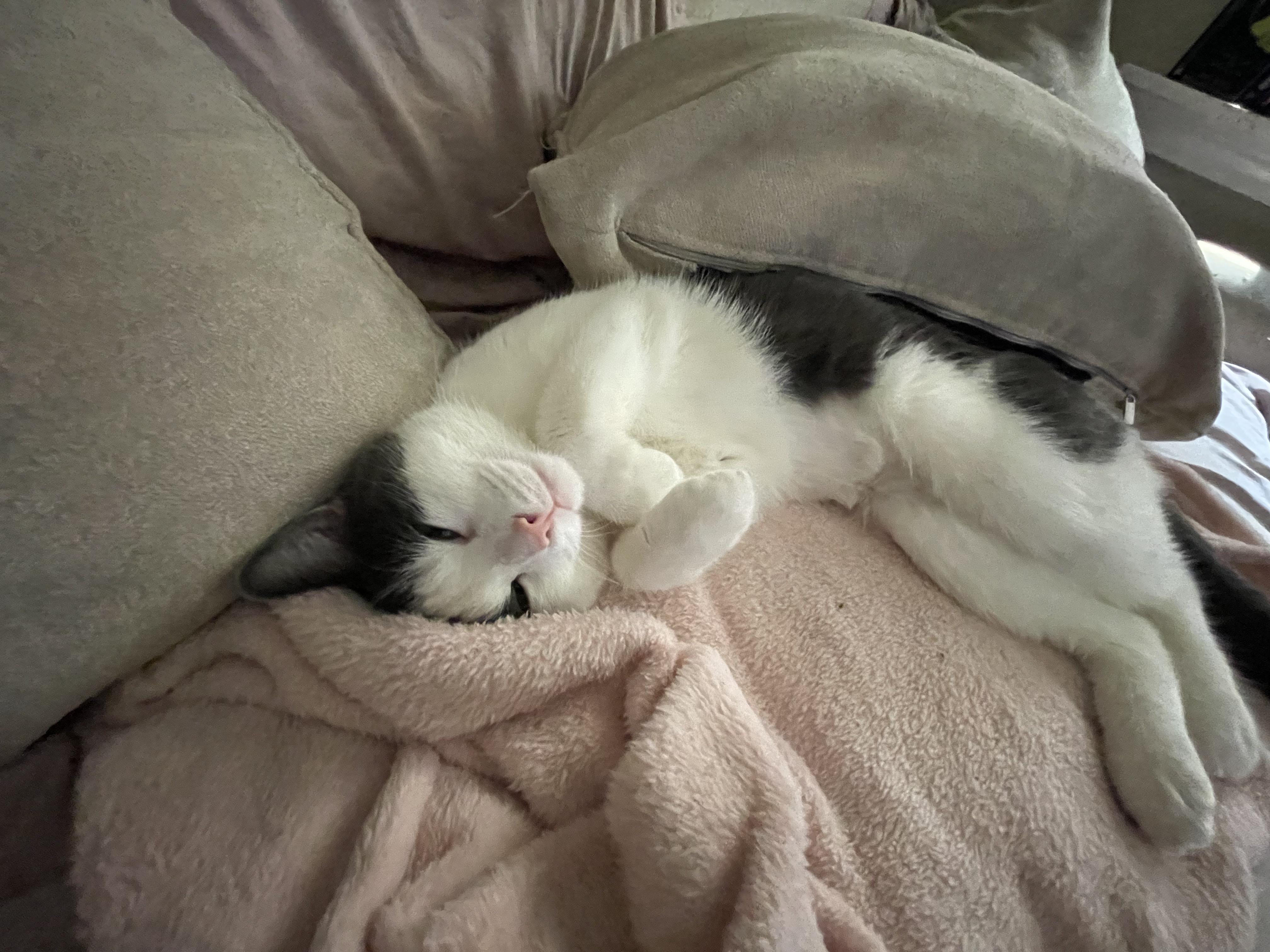 Luna Rae, a ADOPTABLE Domestic Short Hair in New Britain, CT image 4/4