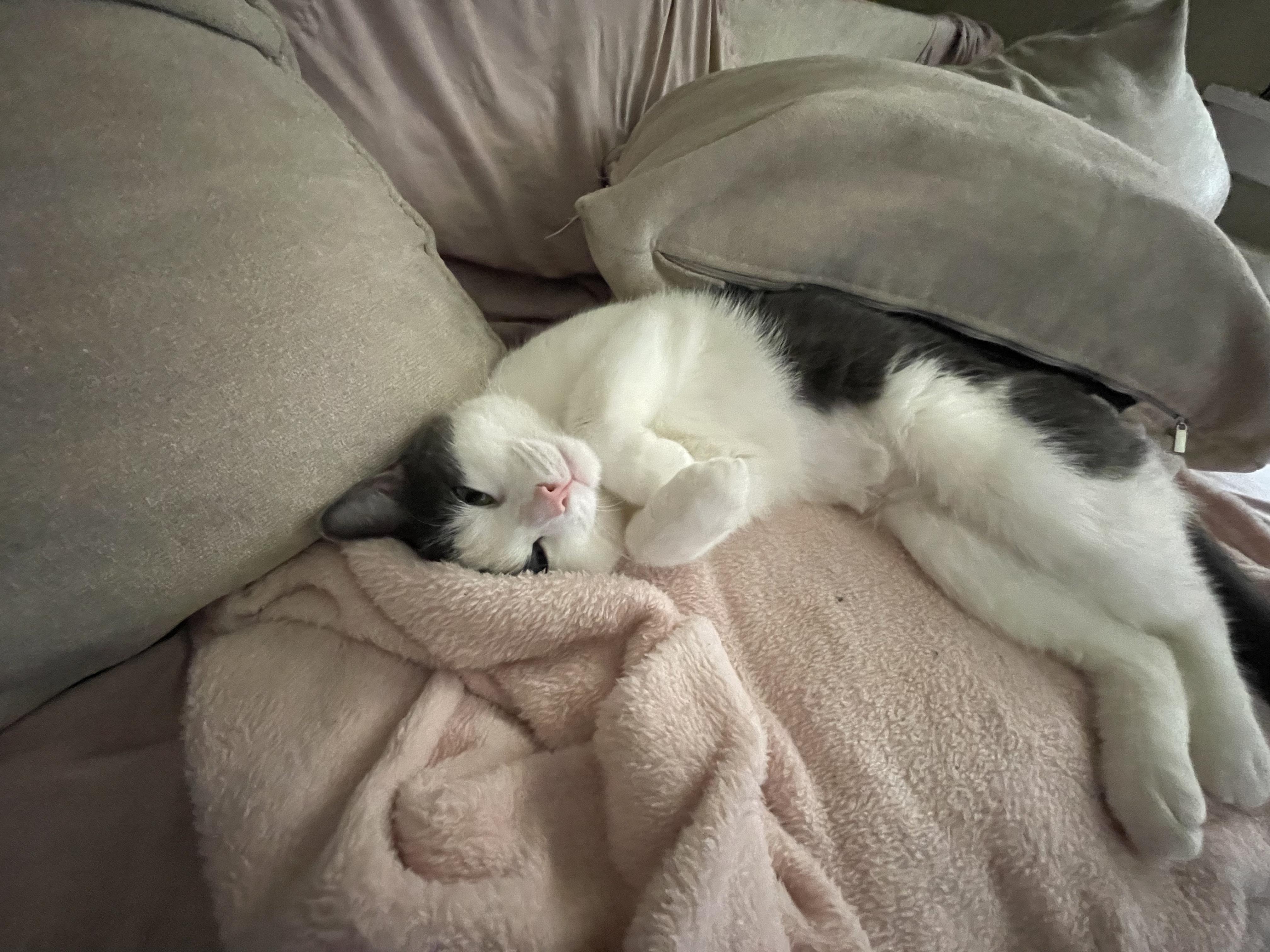 Luna Rae, ADOPTABLE, Young Female Domestic Short Hair.