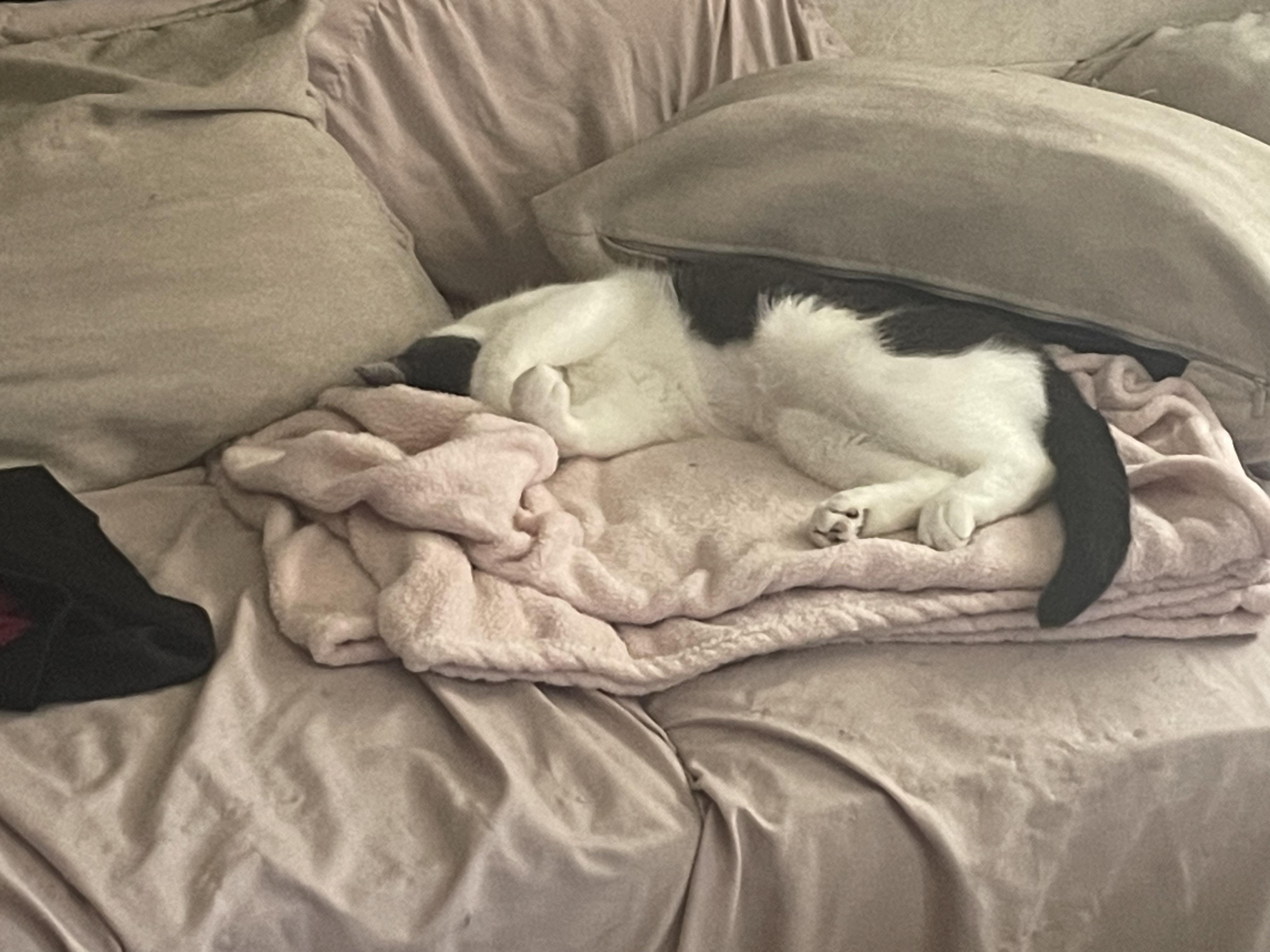 Luna Rae, a ADOPTABLE Domestic Short Hair in New Britain, CT image 3/4