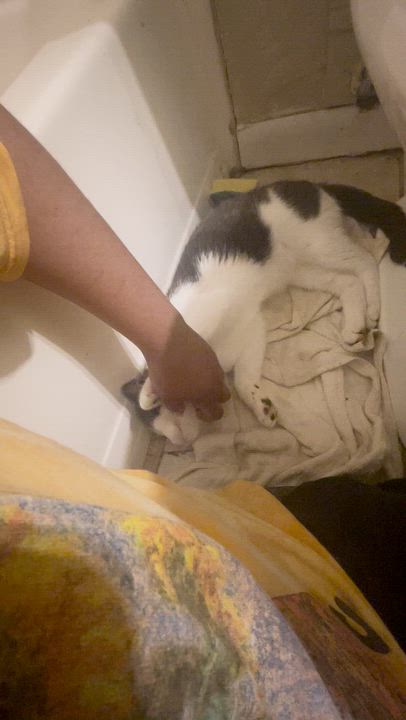 Enlarge Luna Rae, a ADOPTABLE Domestic Short Hair in New Britain, CT video 2/4