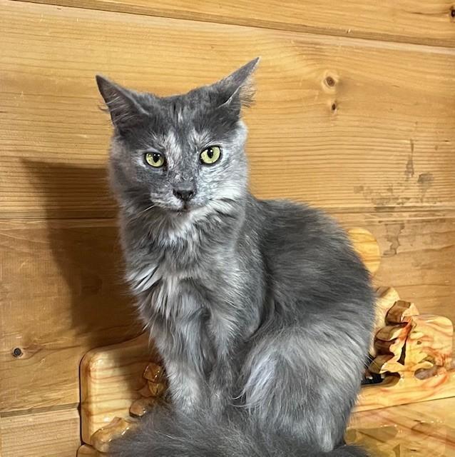 Violet