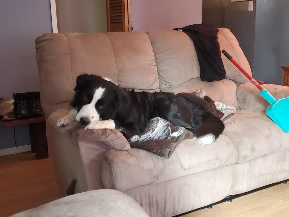 Reckless, Adoptable, Adult Male Border Collie & Mixed Breed.