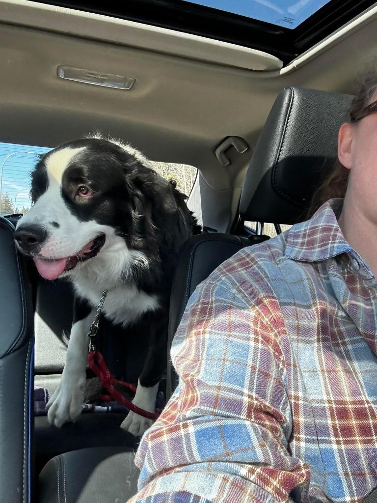 Enlarge Reckless, a Adoptable mixed breed in Didsbury, AB image 3/4