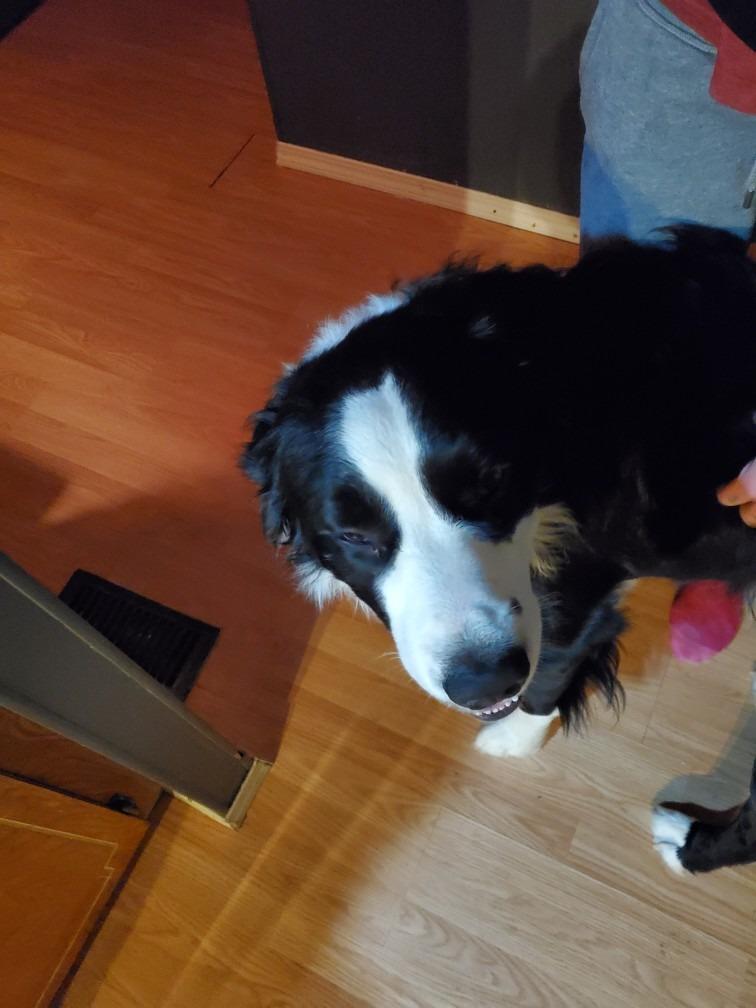 Enlarge Reckless, a Adoptable mixed breed in Didsbury, AB image 4/4