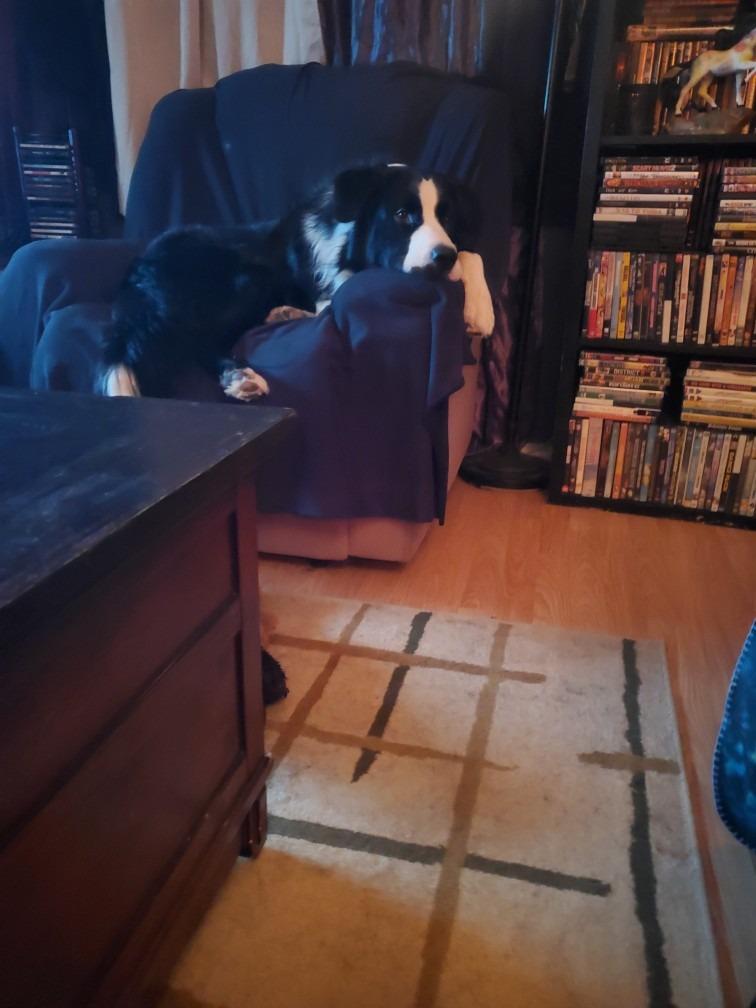 Enlarge Reckless, a Adoptable mixed breed in Didsbury, AB image 4/4