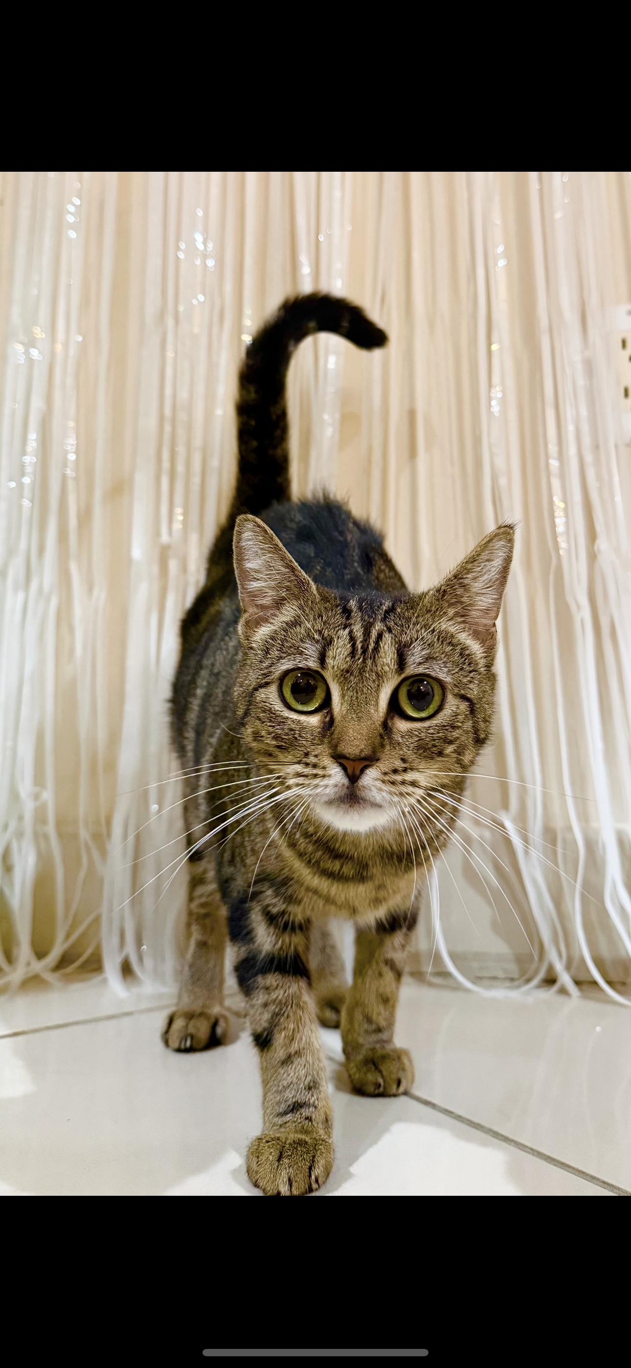 Coco, a Adoptable Domestic Short Hair in new haven, CT image 2/6