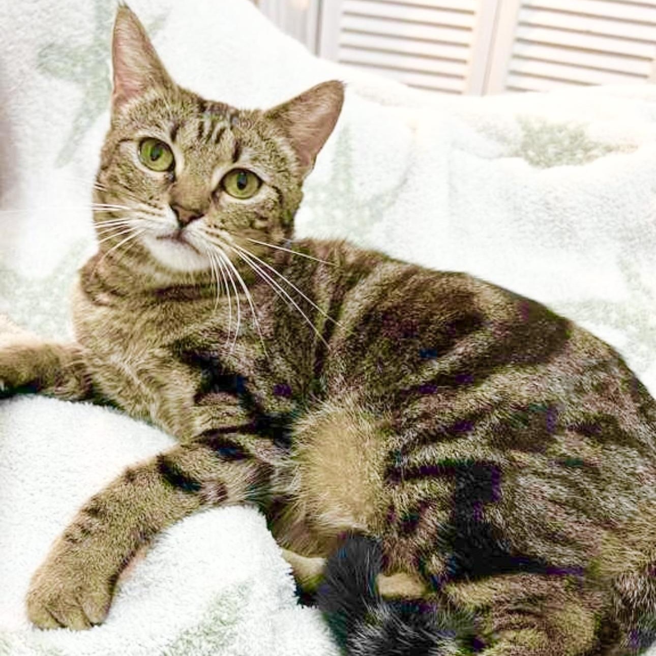 Coco, a Adoptable Domestic Short Hair in new haven, CT image 1/6