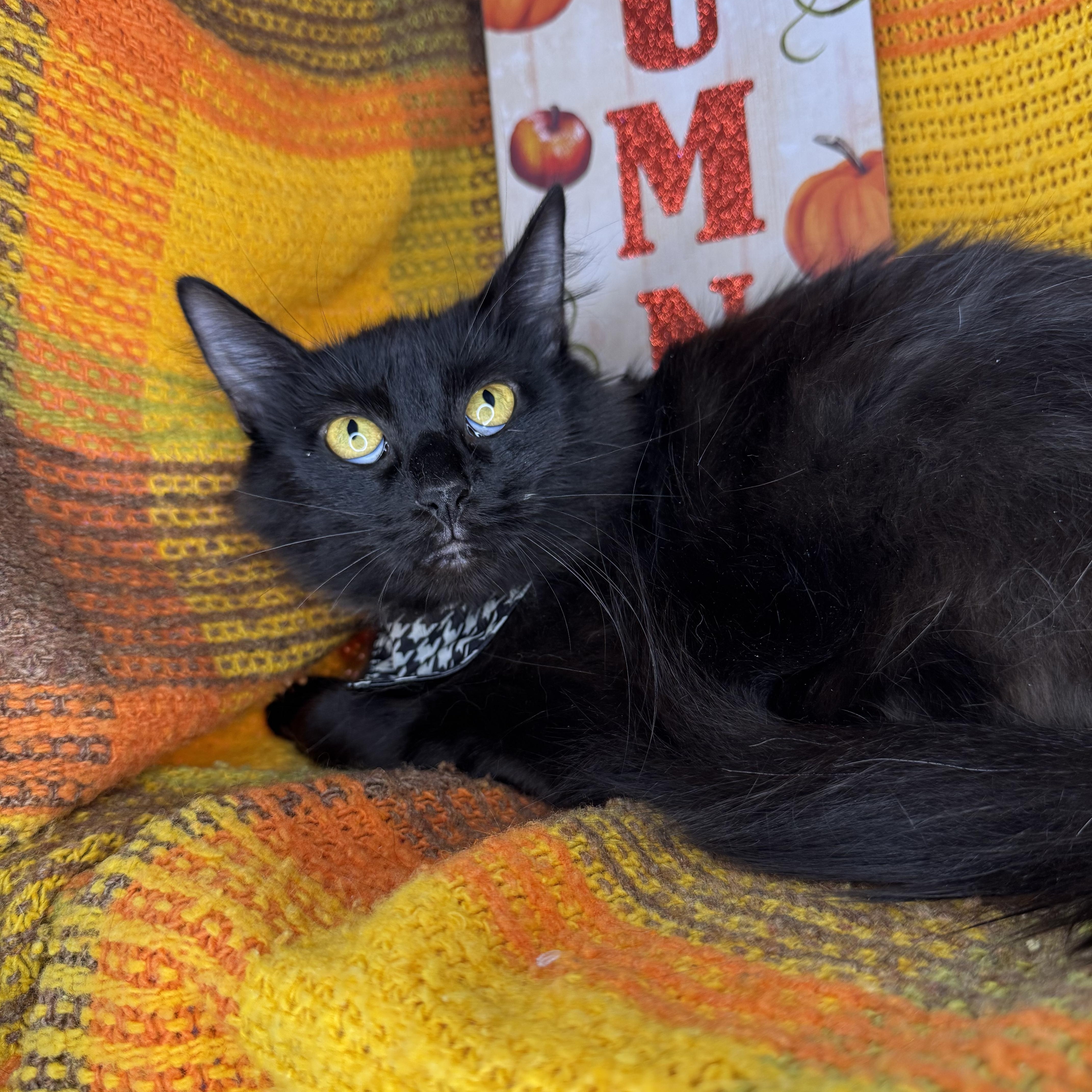 Dumpling, a Adoptable mixed breed in Mount Vernon, IL image 6/6