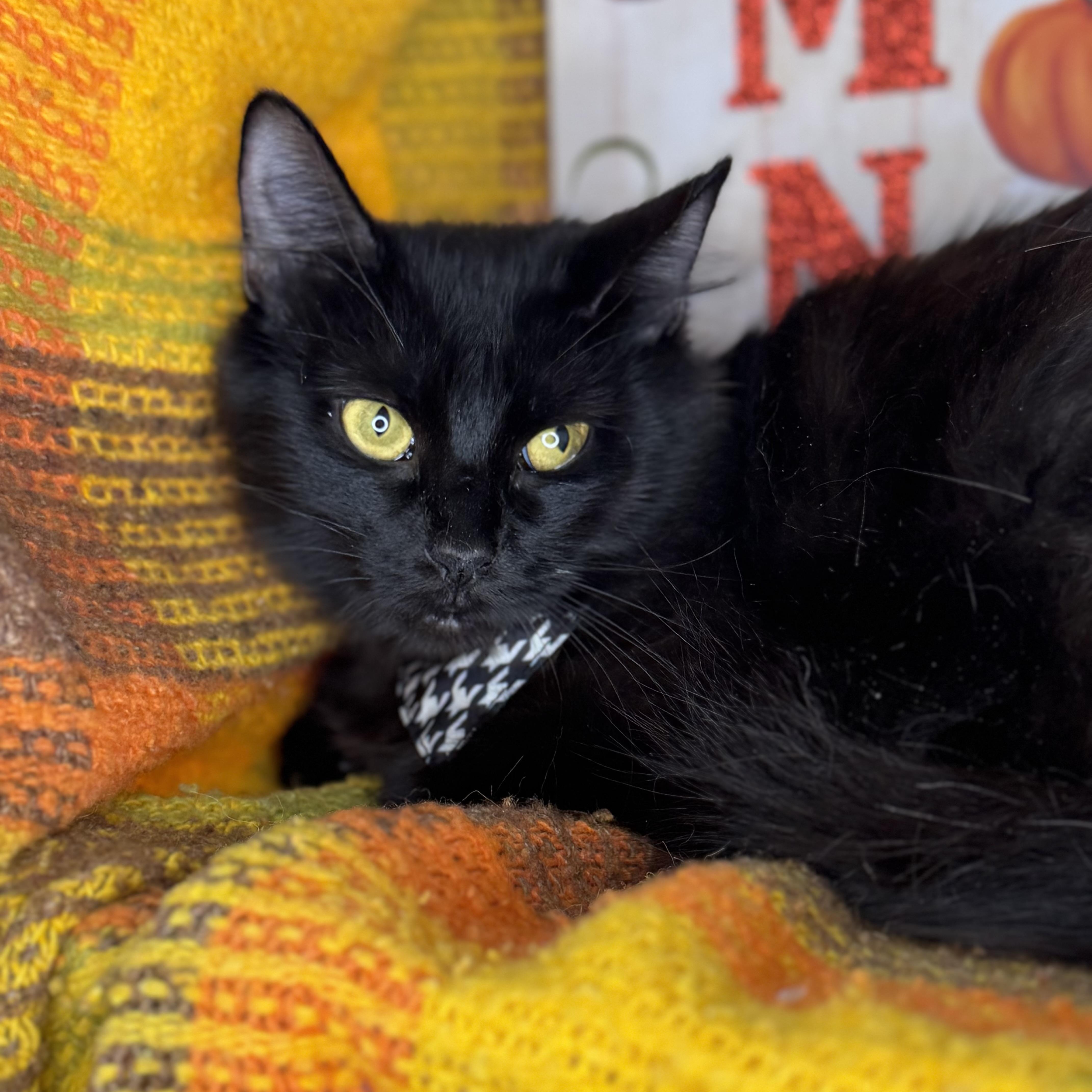 Dumpling, a Adoptable mixed breed in Mount Vernon, IL image 3/6