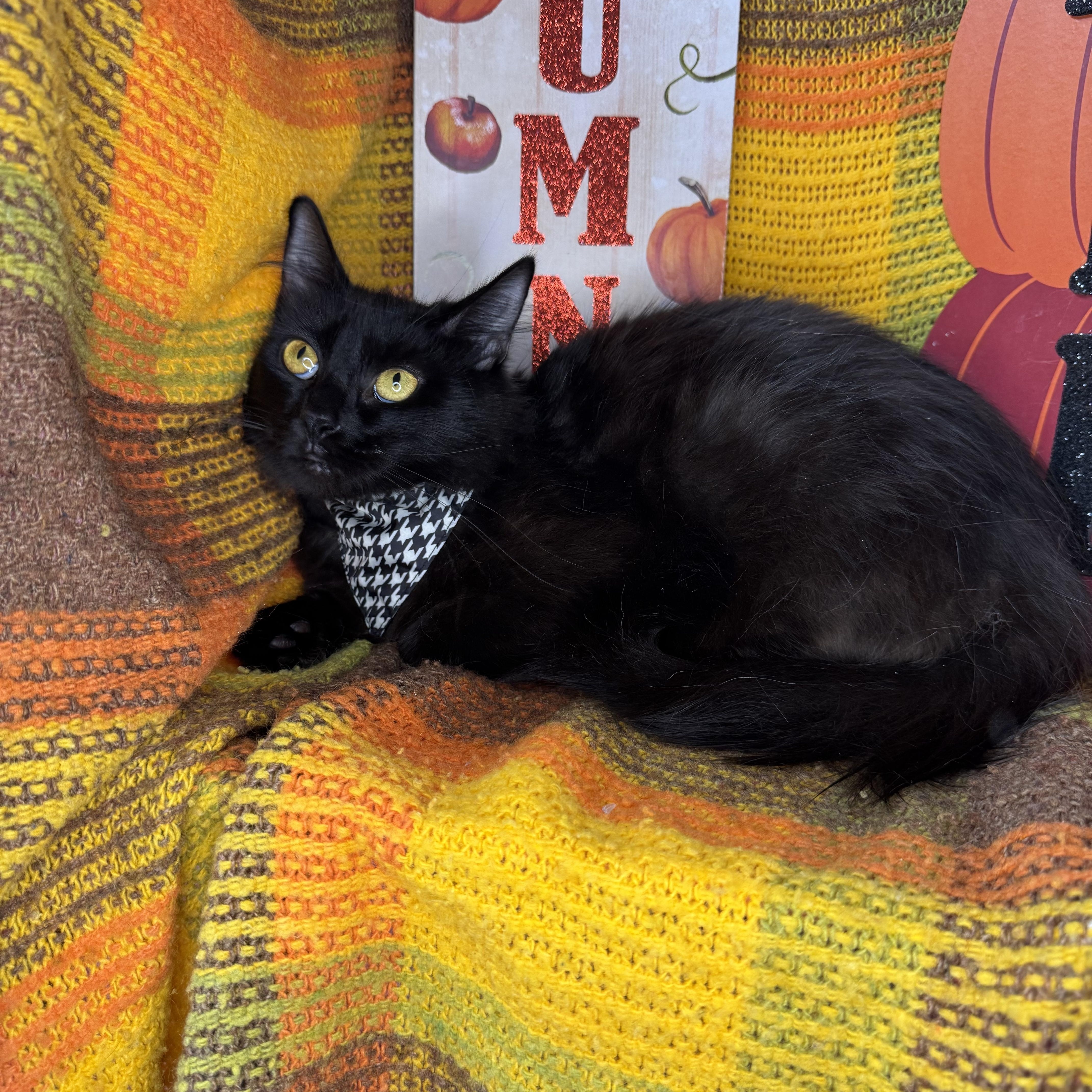 Dumpling, a Adoptable mixed breed in Mount Vernon, IL image 4/6