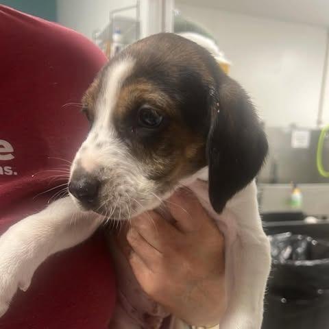 Van McCoy, Adoptable, Puppy Male Hound & Mixed Breed.