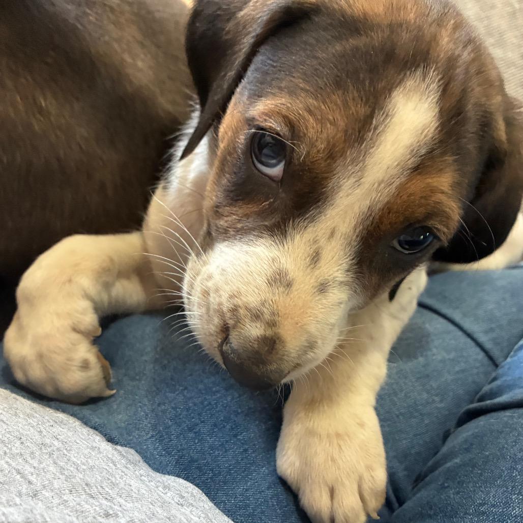 Van McCoy, a Adoptable mixed breed in Fredericksburg, VA image 2/6