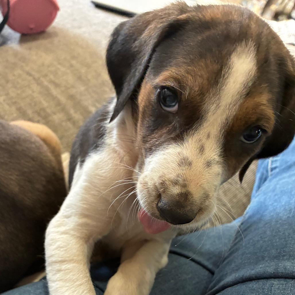 Van McCoy, a Adoptable mixed breed in Fredericksburg, VA image 5/6