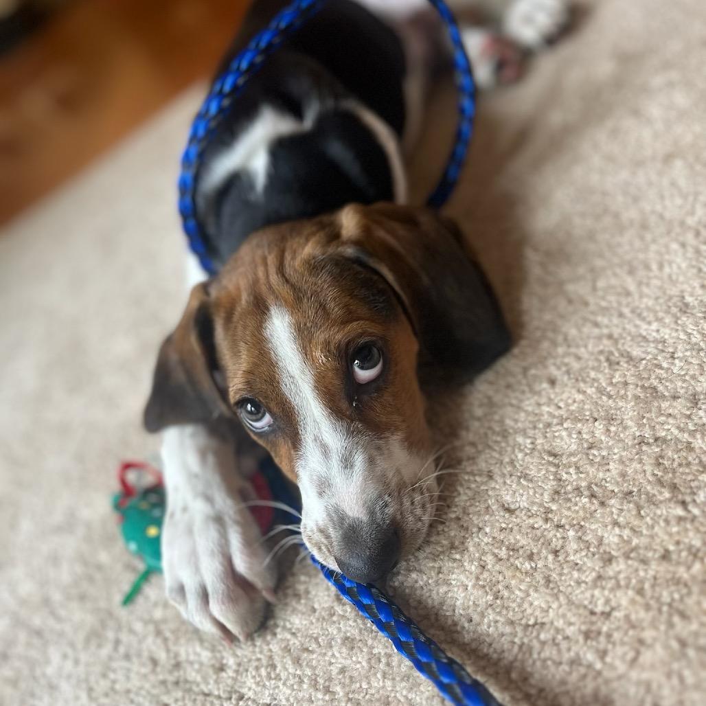 Van McCoy, a Adoptable mixed breed in Fredericksburg, VA image 6/6